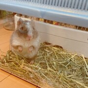 ケージの中からこちらを見るごまふ。