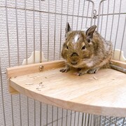 三角コーナーの隅っこに収まるおこげ。