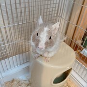 根本家にやってきたばかりのごまふ。