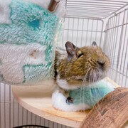 リラックスした表情を浮かべるおこげ。