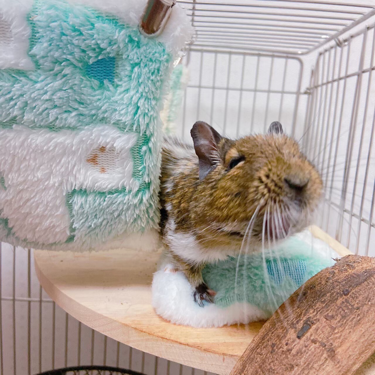 リラックスした表情を浮かべるおこげ。