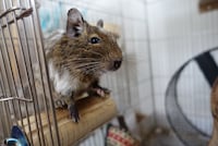 くりっとした目が印象的なおこげ。