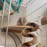 じっとこちらを見つめるごまふ。