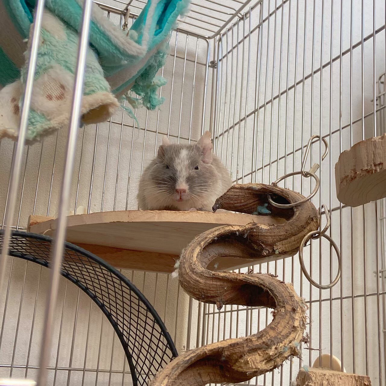 じっとこちらを見つめるごまふ。