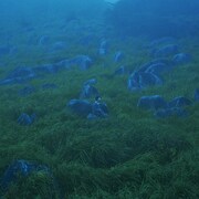 She Her Her Hers「Diffusion of Responsibility」ジャケット