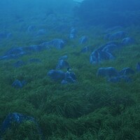 She Her Her Hers「Diffusion of Responsibility」ジャケット