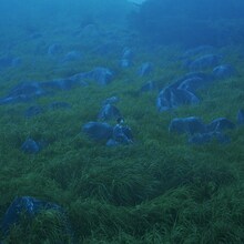 She Her Her Hers「Diffusion of Responsibility」ジャケット