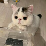 たっくんの家に来たばかりの頃のベイブ。