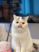 舌なめずりするベイブ。