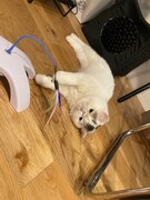 おもちゃで遊ぶベイブ。