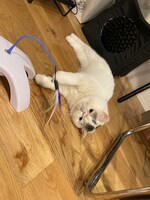 おもちゃで遊ぶベイブ。