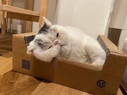 リラックスするベイブ。