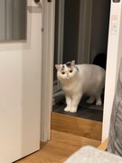 ドアの向こうからこちらを伺うベイブ。