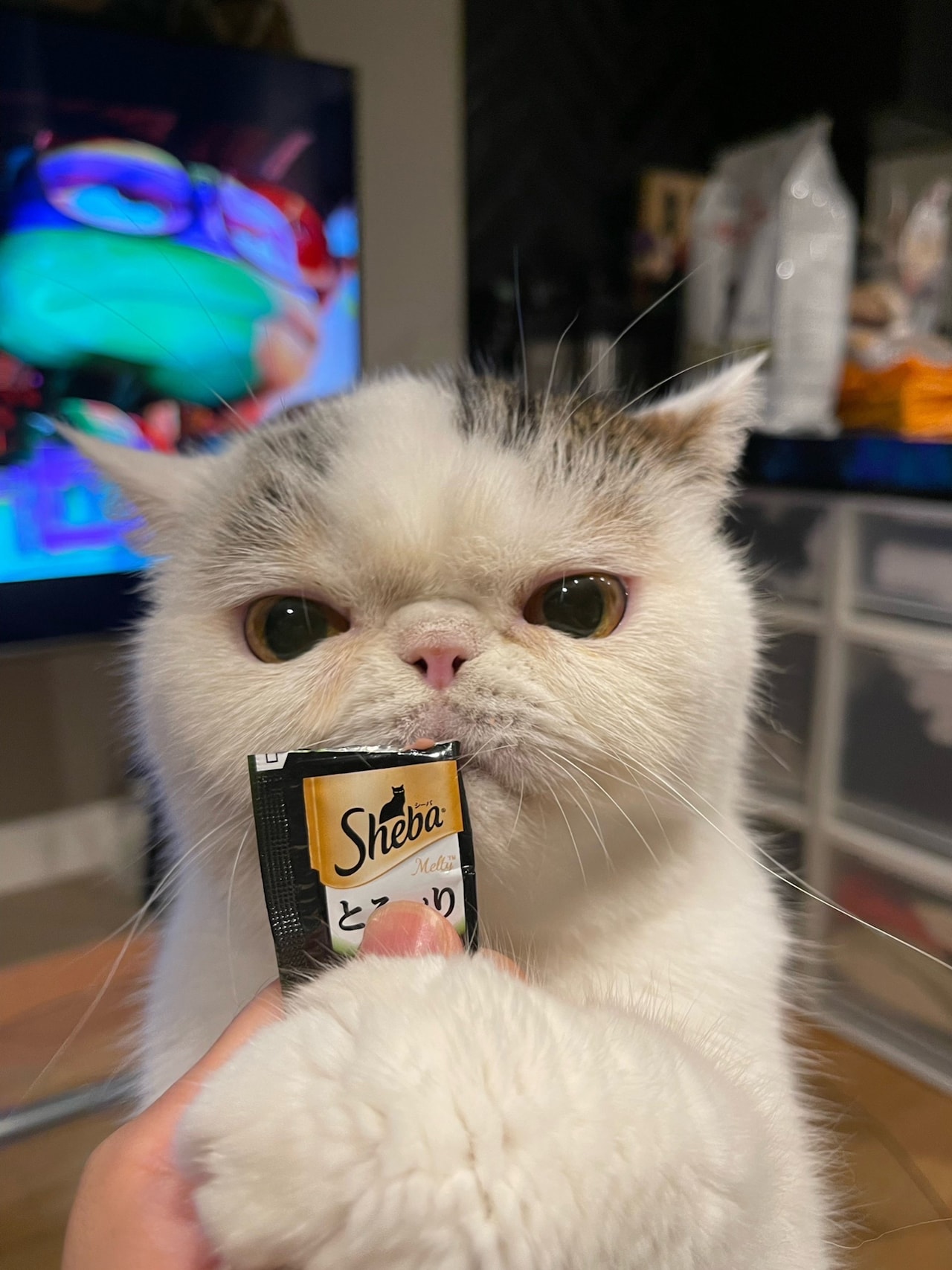 大好物を食べるベイブ。