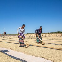 ザンビアのコーヒー農園の写真。