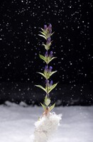 MAPAニューシングル（タイトル未定）のイメージカット