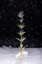 MAPAニューシングル（タイトル未定）のイメージカット