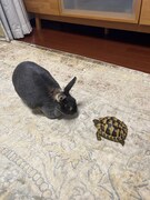 なごみちゃんとカメのワカメ。