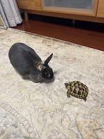 なごみちゃんとカメのワカメ。