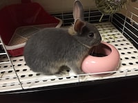 神田家に迎えられた頃のなごみちゃん。