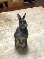 立ち上がるなごみちゃん。