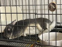ケージの中でくつろぐなごみちゃん。