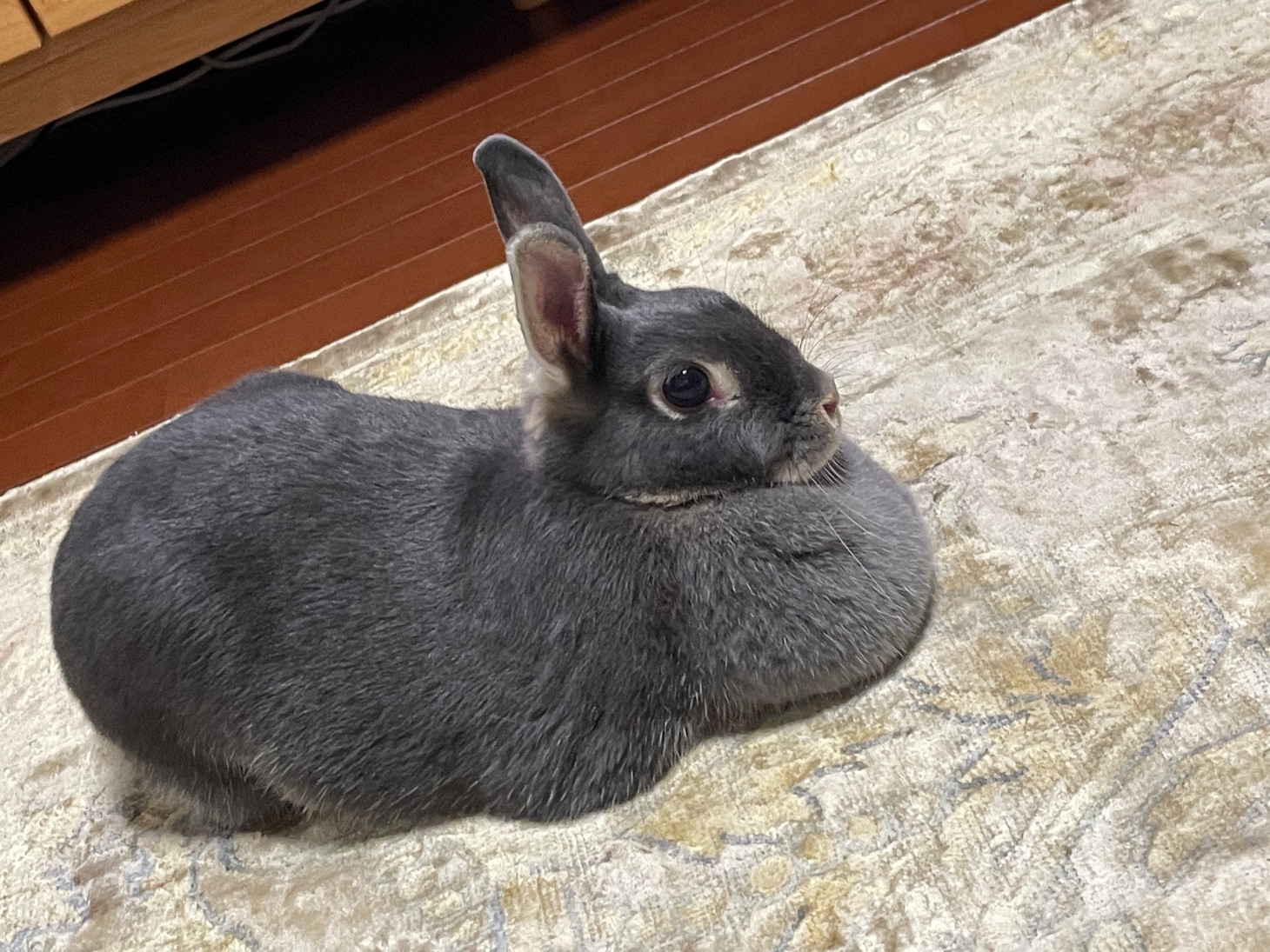 顎下のもふもふがチャームポイントななごみちゃん。
