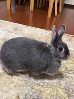 耳をピンと立てているなごみちゃん。