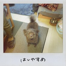 Saucy Dog「はしやすめ」配信ジャケット