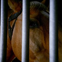 ODD Foot Works「あなたの走馬灯に出れたら」配信ジャケット