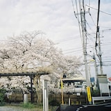 澤田空海理「遺書」配信ジャケット