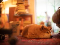 眠るこはるちゃん。