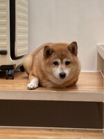 ボール遊びが好きなこはるちゃん。