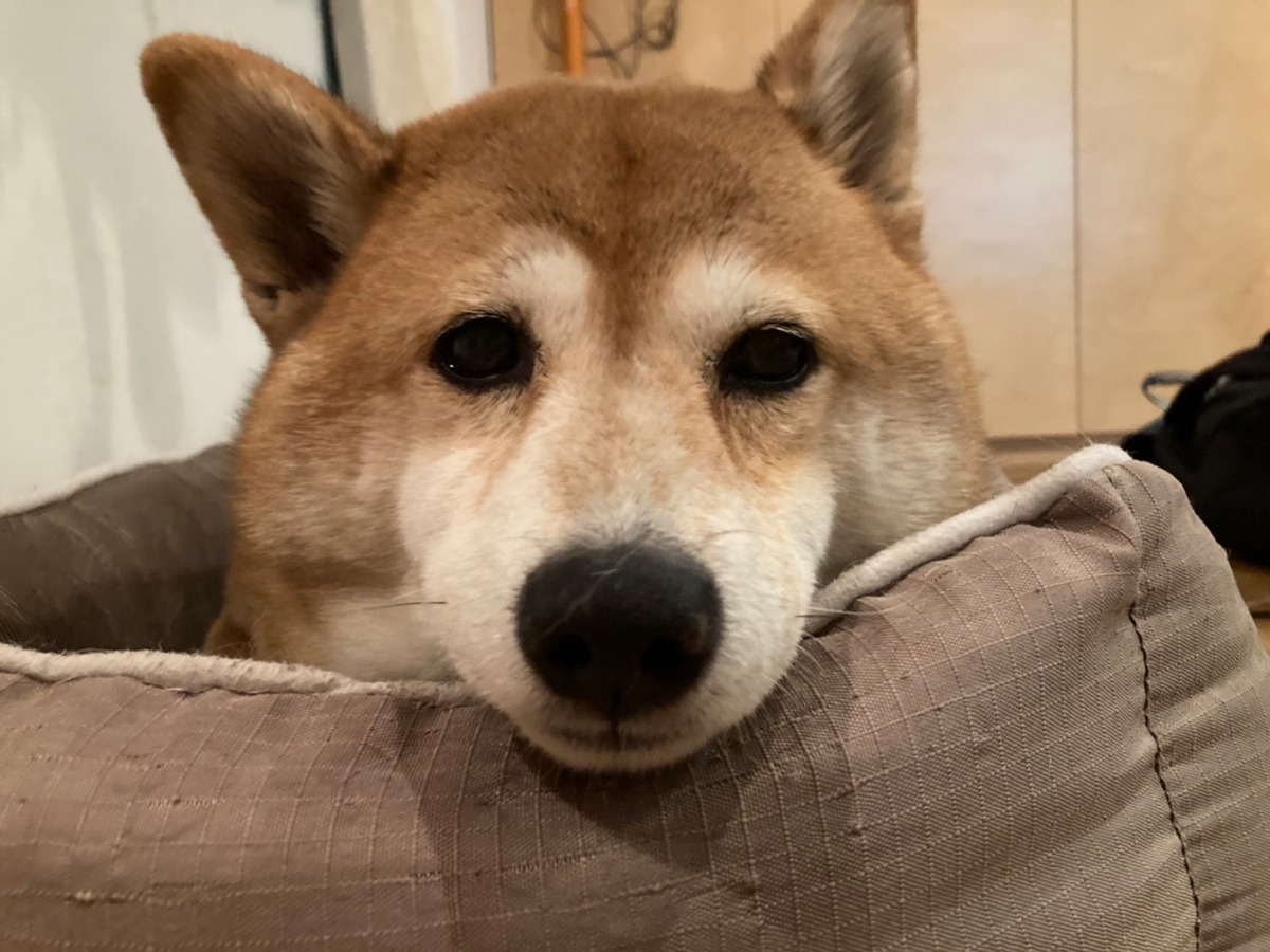 こちらをじっと見つめるこはるちゃん。