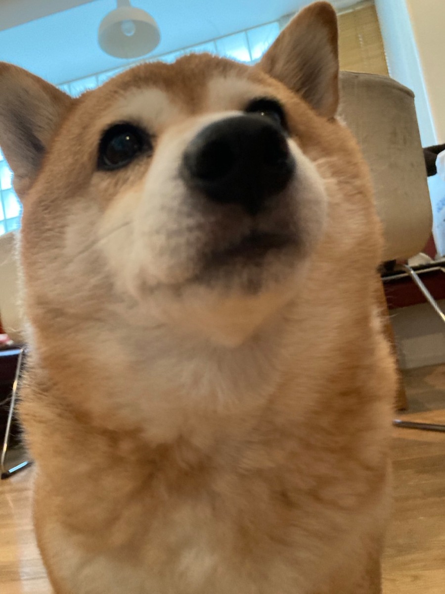 至近距離で撮影されたこはるちゃん。