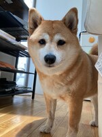 穏やかな表情を浮かべるこはるちゃん。