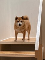 うれしそうな顔をしているこはるちゃん。