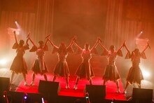 豆柴の大群（Photo by sotobayashi kenta）