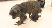毛玉だらけの保護犬。(c)日本テレビ