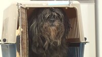 毛玉だらけの保護犬。(c)日本テレビ