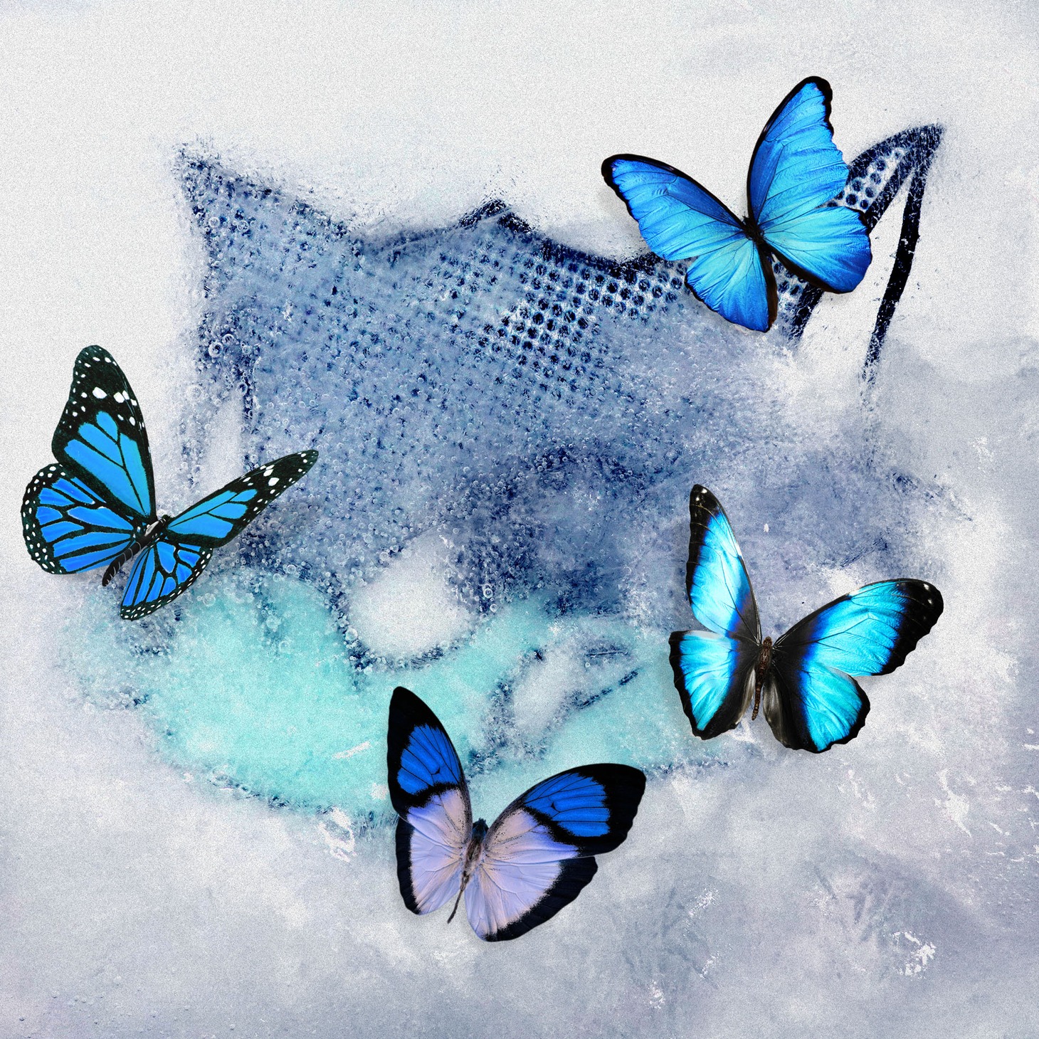 WOLF HOWL HARMONY「Frozen Butterfly」ジャケット