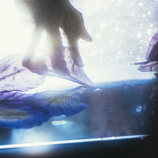 草刈愛美, mabanua, YonYon
「iris / pray for peace」配信ジャケット