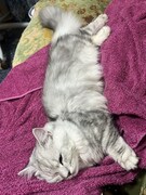 ウインクをしているようなキルムちゃん。