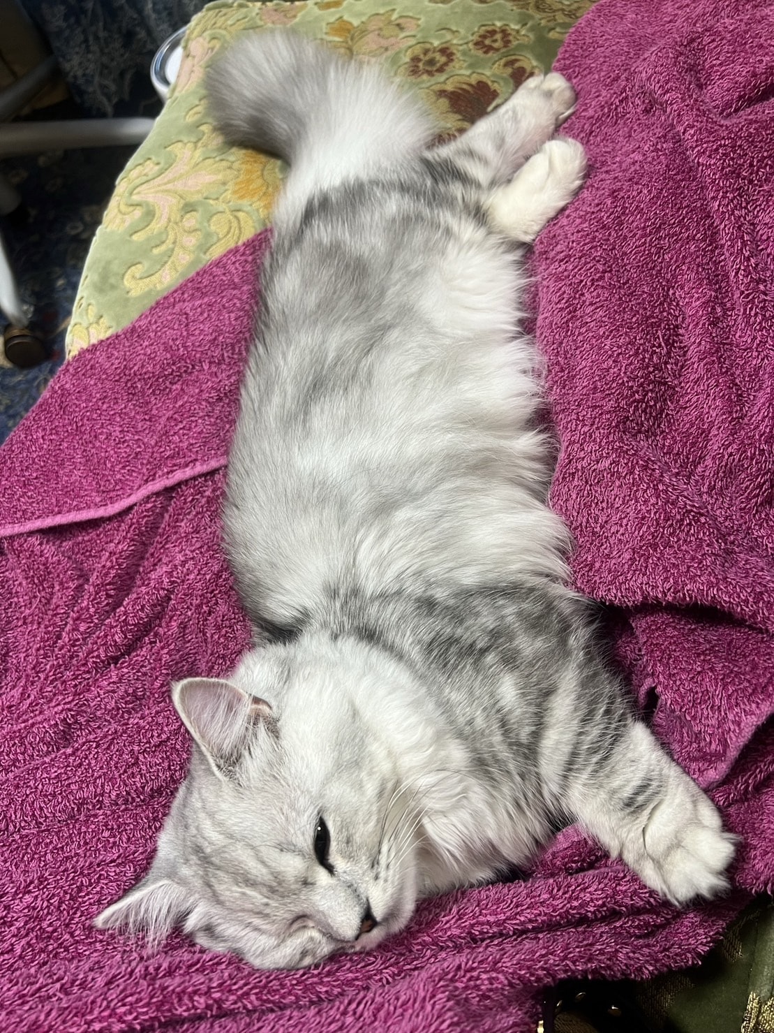 ウインクをしているようなキルムちゃん。