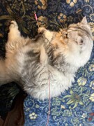 オモチャで遊ぶキルムちゃん。