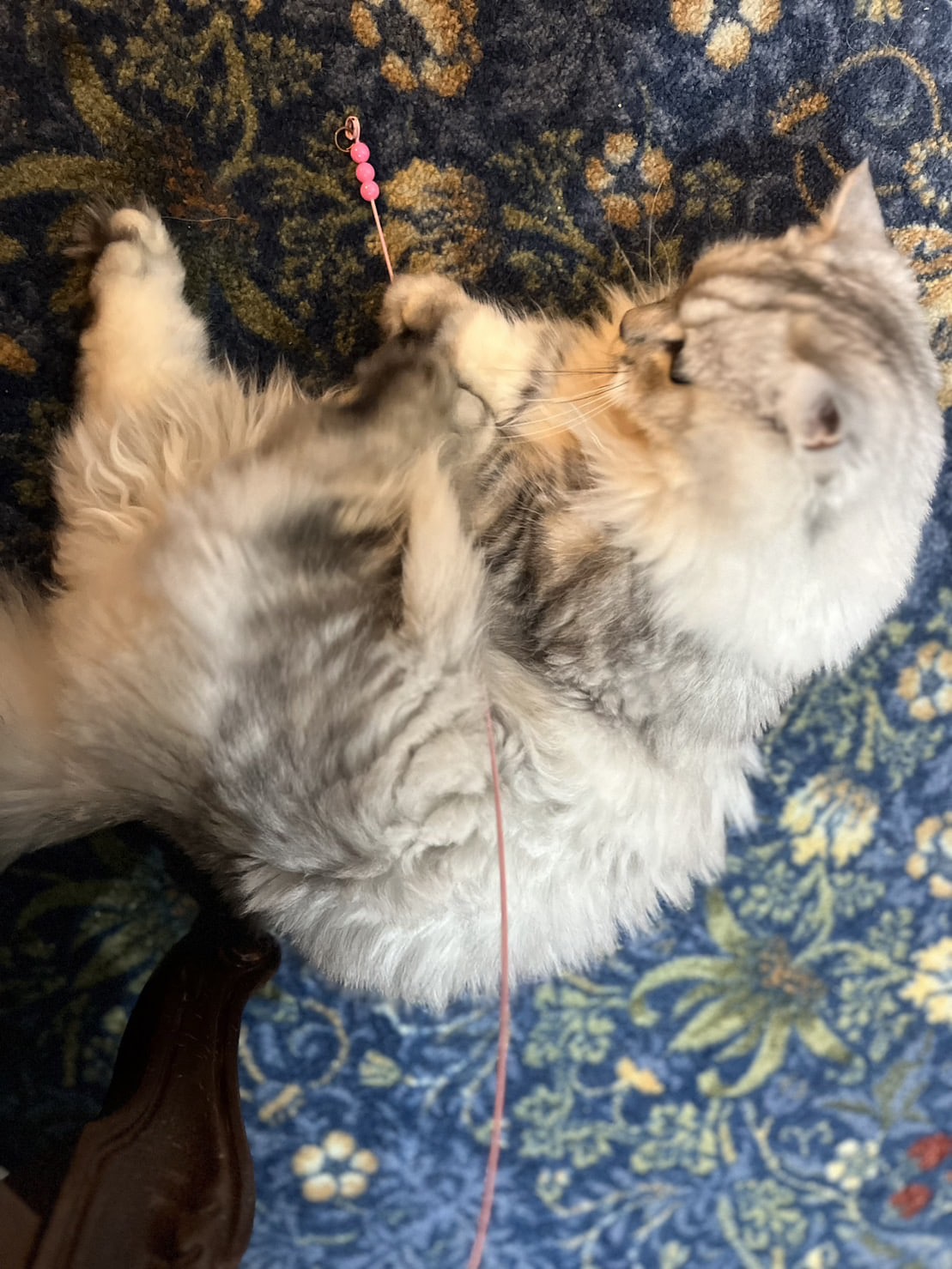 オモチャで遊ぶキルムちゃん。