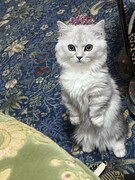 立ち上がるキルムちゃん。