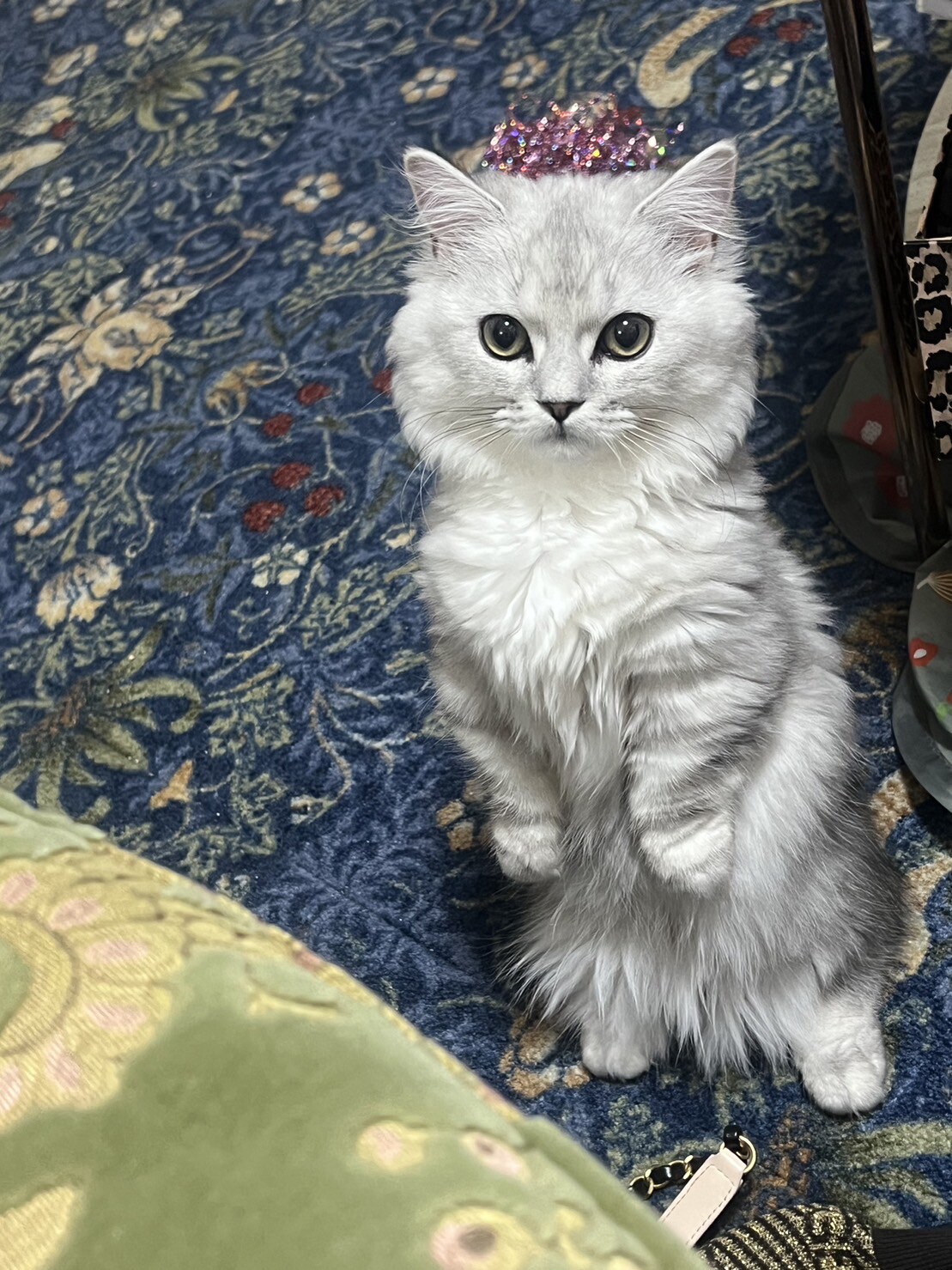 立ち上がるキルムちゃん。