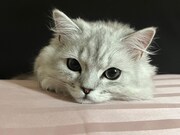 キルムちゃん。