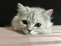 キルムちゃん。